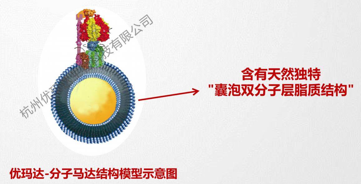 分子马达