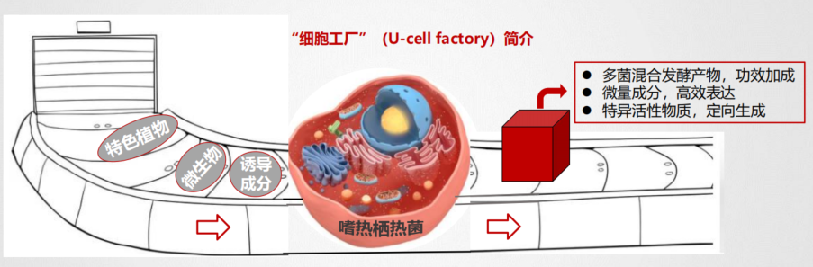 优玛达细胞工厂生物化妆品原料定制