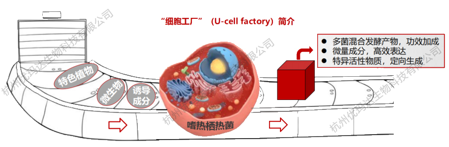 优玛达细胞工厂生物化妆品原料定制